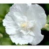Hibiskus 'White Chiffon®' - Garten-Eibisch -Garten Umfassend Geschäft 7218258 WE DE 001 HibiskusWhiteChiffon