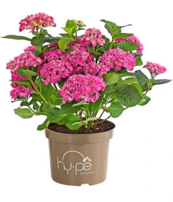 Garten-Hortensie 'Curly Wurly' 7 Garten-Hortensie 'Curly Wurly' -Garten Umfassend Geschäft 7221310 PR FS 001 HydrangeaHortensieCurlyWurlyRosa5LDehnerExpressHerzigRet