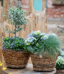 Vergissmeinnicht 'Myomark' -Garten Umfassend Geschäft 7222003 WE MO 001 HortensienBlauBlaubluehendeStraeucher