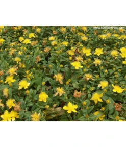 Niedriges Johanniskraut -Garten Umfassend Geschäft 7227937 Bild 001 HypCalycinumAllgreen