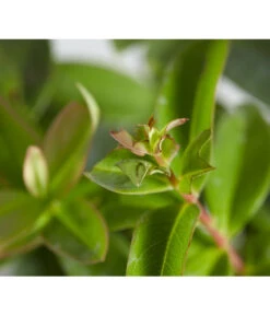 Niedriges Johanniskraut -Garten Umfassend Geschäft 7227937 WE DE 001 HypericumCalycinumDehnerExpressZS