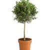 Olive, Ministamm -Garten Umfassend Geschäft 7297609 WE FS 001 OleaEuropaStammT30DehnerExpressHerzig