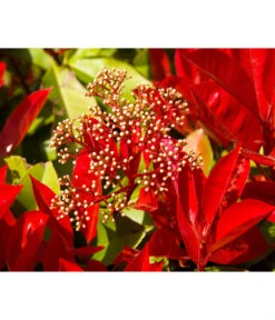 Purpur-Glanzmispel 'Glanzkopf' -Garten Umfassend Geschäft 7305345 WE MO 003 PhotiniaGlanzmispelGlanzkopf Pixabay