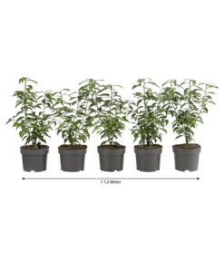1-1,5 Meter Portugiesischer Kirschlorbeer 'Angustifolia', 5 X Ca. 30-35 Cm