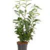 Kirschlorbeer 'Genolia' 2 Kirschlorbeer 'Genolia' -Garten Umfassend Geschäft 7358575 WE FS 001 PrunusLaurocerasusGenoliaKirschlorbeerDehnerExpressHerzig