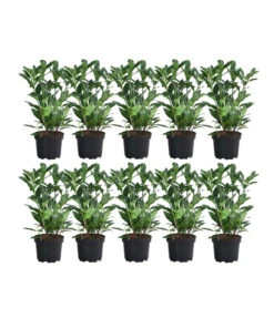 2-3 Meter Kirschlorbeer 'Herbergii', 10 X Ca. 60-70 Cm