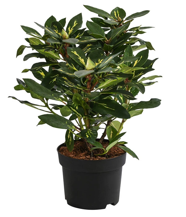 Rhododendron 'Goldflimmer' 4 Rhododendron 'Goldflimmer' – Bild 2