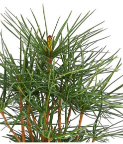 Japanische Schirmtanne -Garten Umfassend Geschäft 7469760 PR DE 001 SciadopitysVerticillataDehnerExpressHerzig