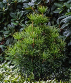 Japanische Schirmtanne -Garten Umfassend Geschäft 7469760 WE MO 001 SciadopitysVerticiliata