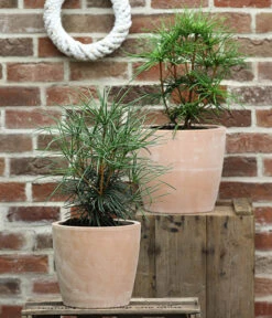 Japanische Schirmtanne -Garten Umfassend Geschäft 7469760 WE MO 002 SchirmtanneSciadopitysVerticillata