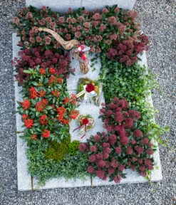 Gewöhnlicher Efeu -Garten Umfassend Geschäft 7472202 7472301 7207871 7472079 WE MO 001 Grabschmuck