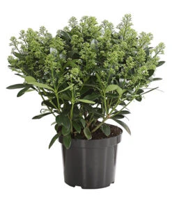 Blütenskimmie 'White Lady' -Garten Umfassend Geschäft 7472293 WE FS 001 SkimmiaSkimmieJaponicaWhiteLady10LDehnerExpressHerzig