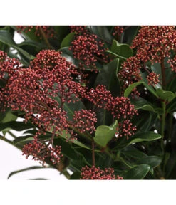 Blütenskimmie 'Rubesta Optima' -Garten Umfassend Geschäft 7472301 WE DE 001 SkimmiaSkimmieJaponicaRubestaOptima10LDehnerExpressHerzig