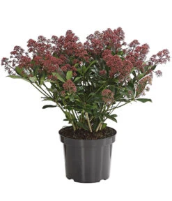 Blütenskimmie 'Rubesta Optima'