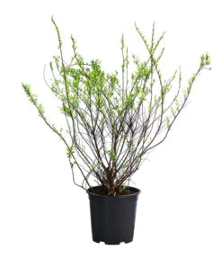 Strauch-Spiere 'Snowmound'