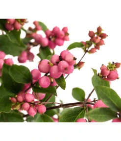 Blütenhecke 'Mother Of Pearl', 4er-Set -Garten Umfassend Geschäft 7488471 WE DE 001 SymphoricarposSchneebeereRosaT19