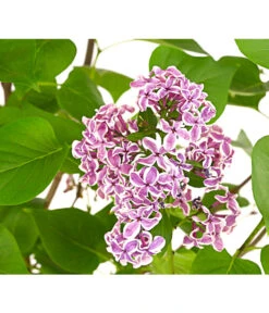 Edelflieder 'Sensation' 9 Edelflieder 'Sensation' -Garten Umfassend Geschäft 7495070 WE DE 001 SyringaVulgarisSensationDehnerExpressHerzig