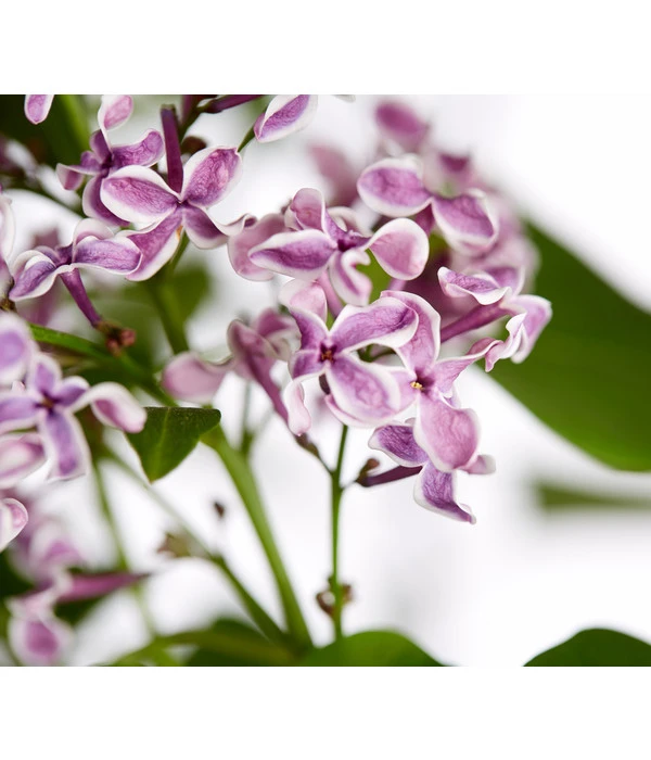 Edelflieder 'Sensation' 3 Edelflieder 'Sensation'