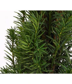 Säulen-Eibe 'Fastigiata' -Garten Umfassend Geschäft 7501109 WE DE 001 TaxusEibeBaccataFastigiata10LDehnerExpressHerzig