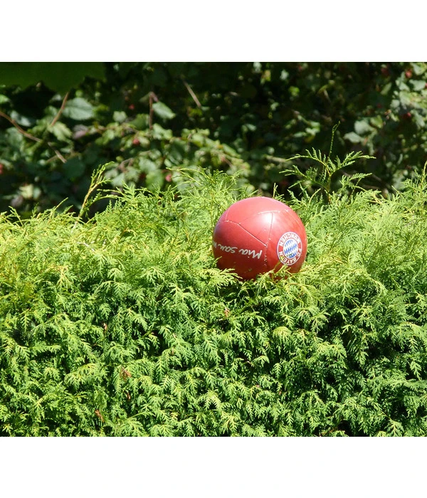 Lebensbaum 'Brabant' 4 Lebensbaum 'Brabant' – Bild 2