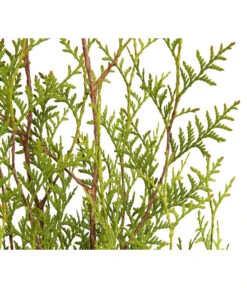 14 Meter Lebensbaum 'Brabant', 40 X Ca. 80-100 Cm -Garten Umfassend Geschäft 7511009 WE DE 001 LebensbaumThujaOccidentalisBrabant3L 1