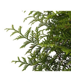 Lebensbaum 'Brabant' 7 Lebensbaum 'Brabant' -Garten Umfassend Geschäft 7511371 WE DE 002 LebensbaumThujsaOccidentalisBrabant7 5L