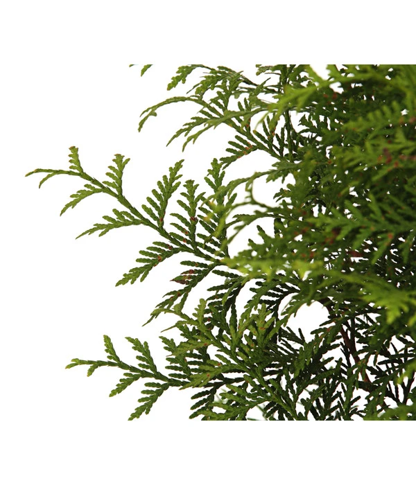 Lebensbaum 'Brabant' 5 Lebensbaum 'Brabant' – Bild 3