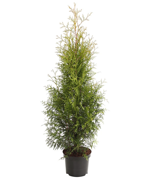 Lebensbaum 'Brabant' 3 Lebensbaum 'Brabant'