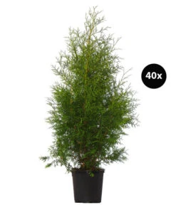 13 Meter Lebensbaum 'Brabant', 40 X Ca. 100-125 Cm