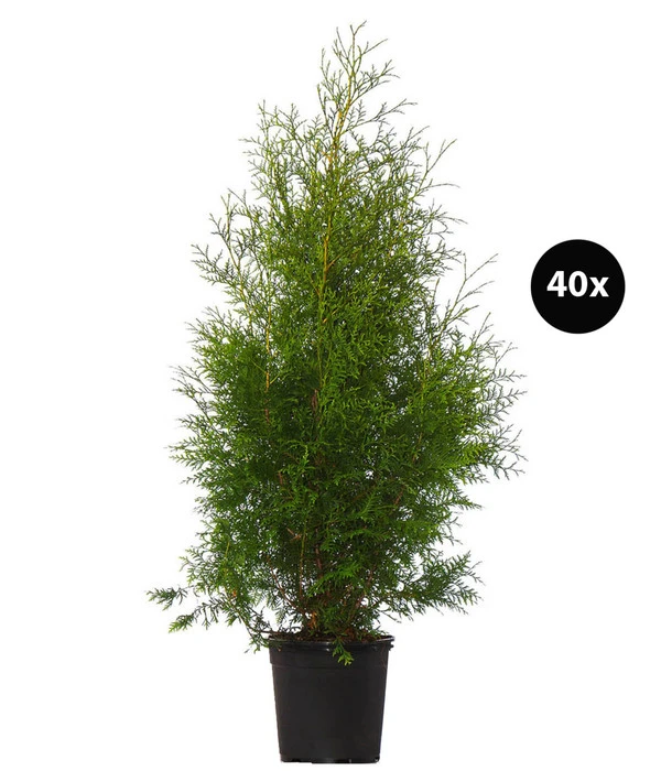 13 Meter Lebensbaum 'Brabant', 40 X Ca. 100-125 Cm 3 13 Meter Lebensbaum 'Brabant', 40 X Ca. 100-125 Cm