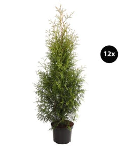 7 Meter Lebensbaum 'Brabant', 12 X Ca. 140-160 Cm