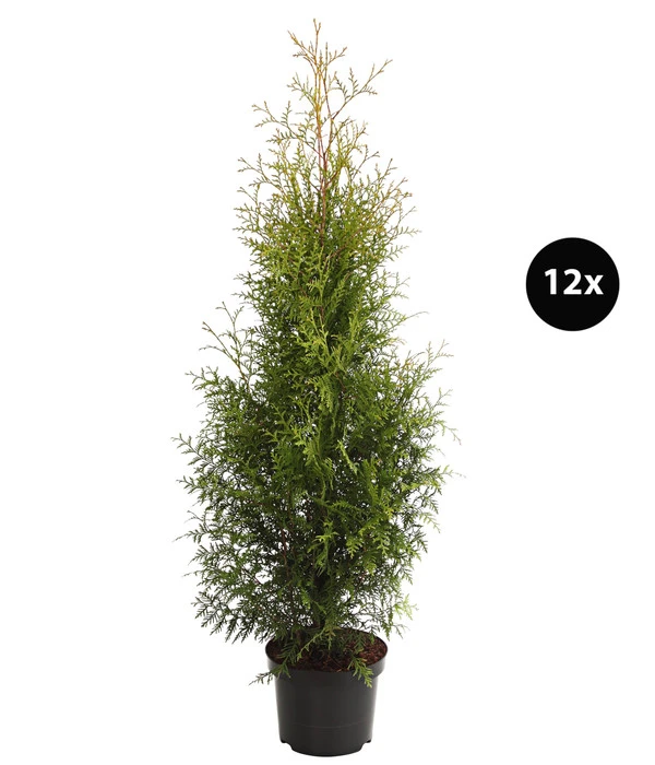 7 Meter Lebensbaum 'Brabant', 12 X Ca. 140-160 Cm 3 7 Meter Lebensbaum 'Brabant', 12 X Ca. 140-160 Cm