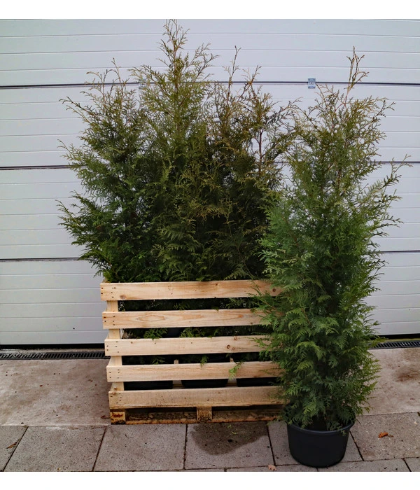 7 Meter Lebensbaum 'Brabant', 12 X Ca. 140-160 Cm 4 7 Meter Lebensbaum 'Brabant', 12 X Ca. 140-160 Cm – Bild 2