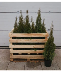 13 Meter Lebensbaum 'Smaragd', 40 X Ca. 80-100 Cm -Garten Umfassend Geschäft 7517592 WE FS 002 ThujaSmaragdC7 5