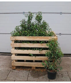 15 Meter Portugiesischer Kirschlorbeer 'Angustifolia', 40 X Ca. 80-100 Cm -Garten Umfassend Geschäft 7517626 WE FS 002 PrunuslusitanicaC7 5