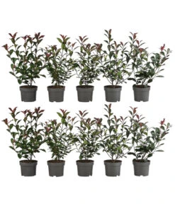 2-3 Meter Purpur-Glanzmispel 'Carre Rouge', 10 X Ca. 35 Cm