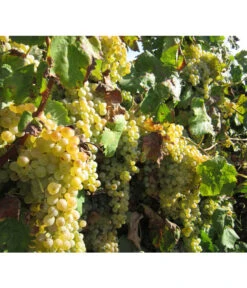 Dehner Gourmet Garten Tafeltraube 'Palatina' -Garten Umfassend Geschäft 7540099 WE MO 001 GGWeinPalatinaPixabay