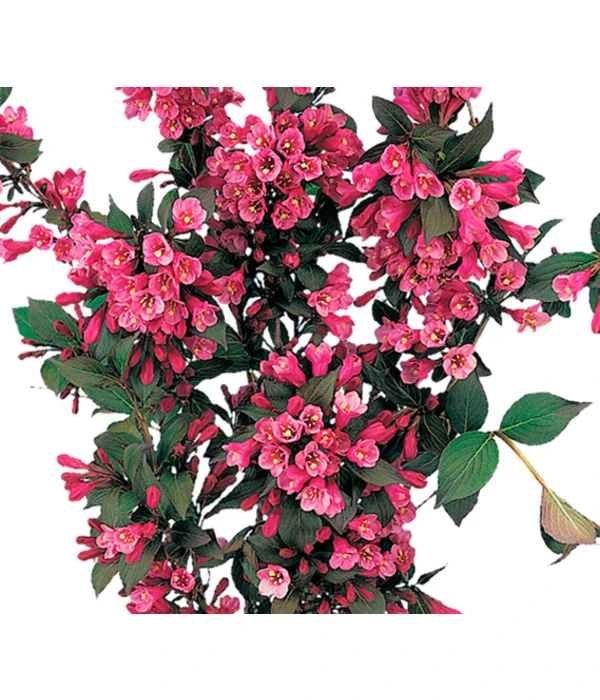 Weigelie 'Victoria' 3 Weigelie 'Victoria'