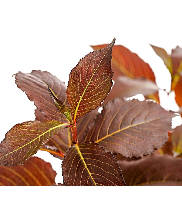 Weigelie 'Victoria' 6 Weigelie 'Victoria' – Bild 4