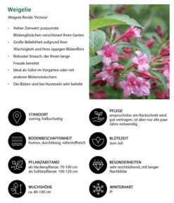 Weigelie 'Victoria' 8 Weigelie 'Victoria' -Garten Umfassend Geschäft 7541261 WE IG 001 Weigelie