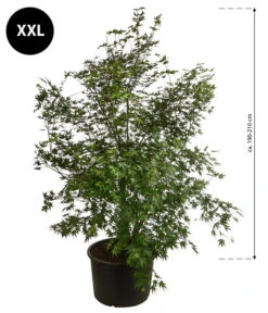XXL Fächerahorn, Ca. 190-210 Cm -Garten Umfassend Geschäft 7548068 WE BG 001 AcerPalmatumFaecherahornXXL