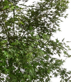 XXL Fächerahorn, Ca. 190-210 Cm -Garten Umfassend Geschäft 7548068 WE DE 001 AcerPalmatumAhorn