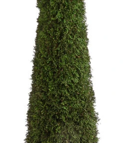 XXL Lebensbaum 'Smaragd' Torwächter -Garten Umfassend Geschäft 7548118 WE DE 001 ThujaLebensbaumTorwaechterH140