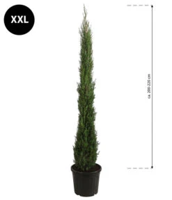 XXL Säulen-Zypresse, Ca. 200-220 Cm 8 XXL Säulen-Zypresse, Ca. 200-220 Cm -Garten Umfassend Geschäft 7550734 WE BG 001 SaulenzypresseXXL