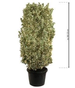 Japanischer Spindelstrauch 'Bravo', Ca. 100-125 Cm -Garten Umfassend Geschäft 7551401 WE BG 002 JapanischerSpindelstrauchBravo