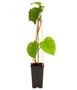 Kiwi 'Atlas', Männlich -Garten Umfassend Geschäft 7600216 PR FS 002 KiwiAtlasActinidiaMaennlich2L