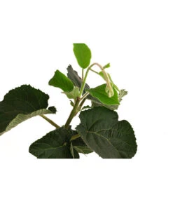 Kiwi 'Solo' -Garten Umfassend Geschäft 7600448 WE DE 001 KiwiSolo