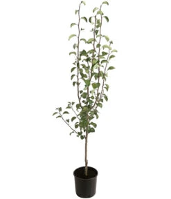 Winterbirne 'Uta' 6 Winterbirne 'Uta' -Garten Umfassend Geschäft 7602709 PR FS 001 PyrusBirneAlexanderLucasBUDehnerExpressHerzig 1