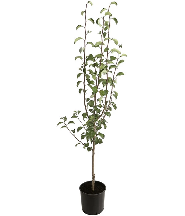 Winterbirne 'Uta' 4 Winterbirne 'Uta' – Bild 2