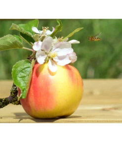 Zwergapfel 'Galina' -Garten Umfassend Geschäft 7604697 WE MO 002 ApfelGalinaZwergPixabay